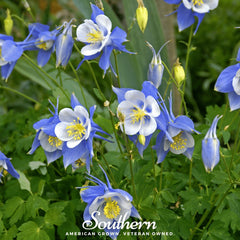 Collection image for: Columbine