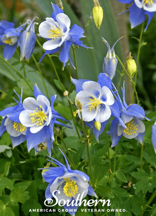 Colorado Blue Columbine – 100 Seeds