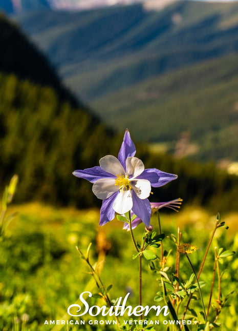 Colorado Blue Columbine – 100 Seeds