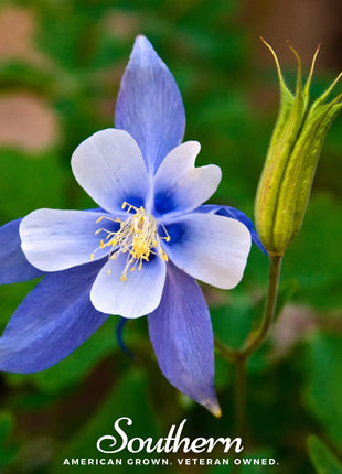 Colorado Blue Columbine – 100 Seeds
