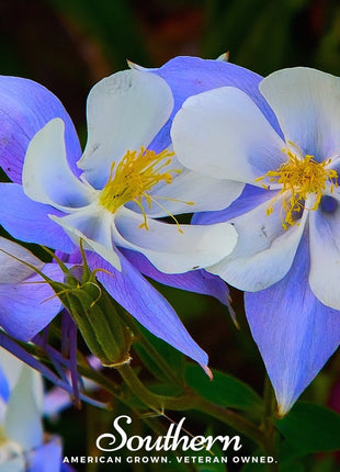 Colorado Blue Columbine – 100 Seeds