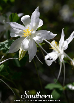 Crystal Star Columbine – 25 Seeds