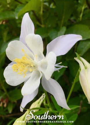 Crystal Star Columbine – 25 Seeds