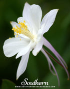 Crystal Star Columbine – 25 Seeds