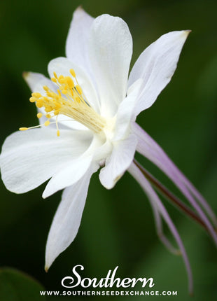 Crystal Star Columbine – 25 Seeds