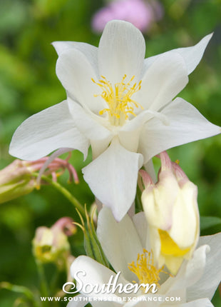 Crystal Star Columbine – 25 Seeds