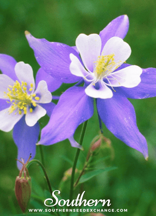 Dwarf Columbine Mix – 100 Seeds