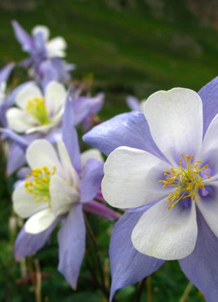Dwarf Columbine Mix – 100 Seeds