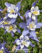 Dwarf Columbine Mix – 100 Seeds