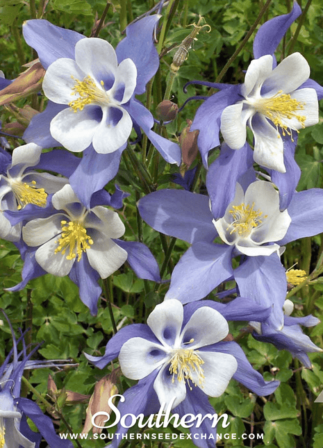 Dwarf Columbine Mix – 100 Seeds