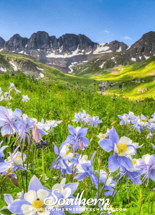 Dwarf Columbine Mix – 100 Seeds