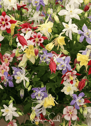 McKana Giant Columbine – 100 Seeds