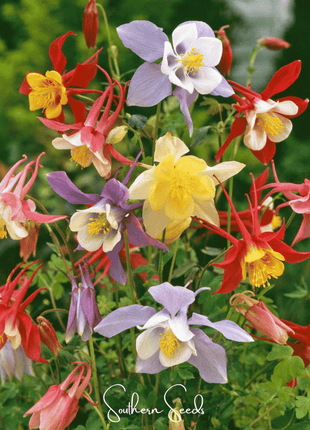McKana Giant Columbine – 100 Seeds