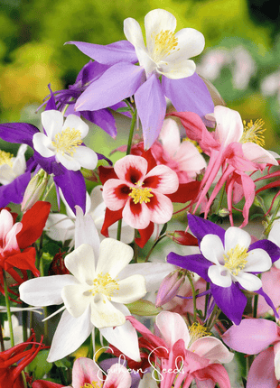 McKana Giant Columbine – 100 Seeds