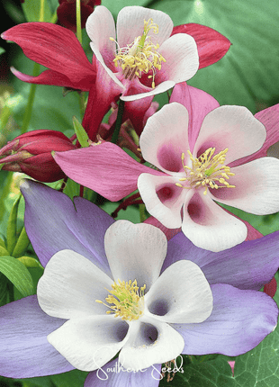 McKana Giant Columbine – 100 Seeds