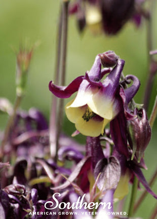 Oriental Columbine – 100 Seeds