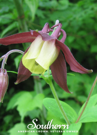 Oriental Columbine – 100 Seeds