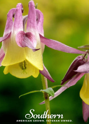 Oriental Columbine – 100 Seeds