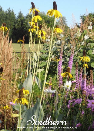 Great Coneflower – 100 Seeds