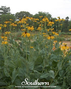 Great Coneflower – 100 Seeds