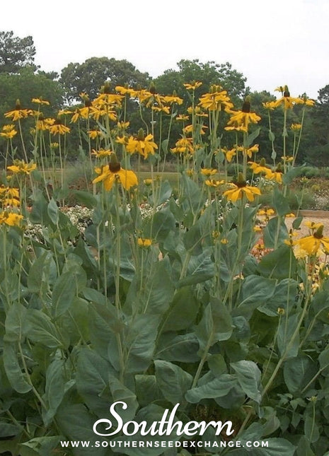 Great Coneflower – 100 Seeds