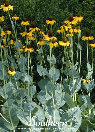 Great Coneflower – 100 Seeds