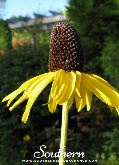Great Coneflower – 100 Seeds