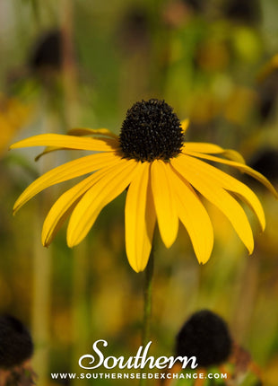 Yellow Coneflower – 100 Seeds