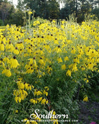 Yellow Coneflower – 100 Seeds