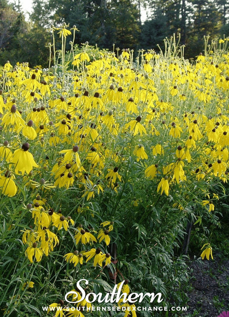 Yellow Coneflower – 100 Seeds
