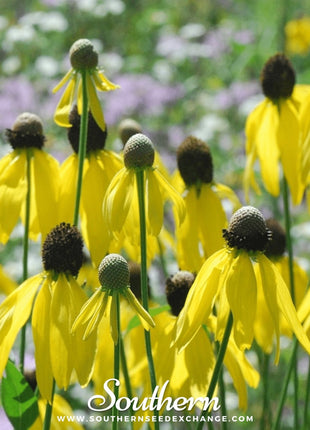 Yellow Coneflower – 100 Seeds