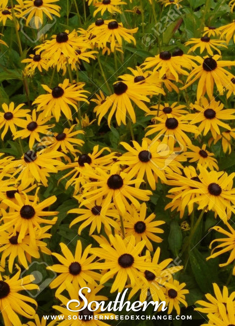 Yellow Coneflower – 100 Seeds