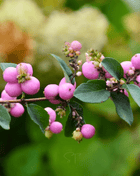 Coralberry – 30 Seeds