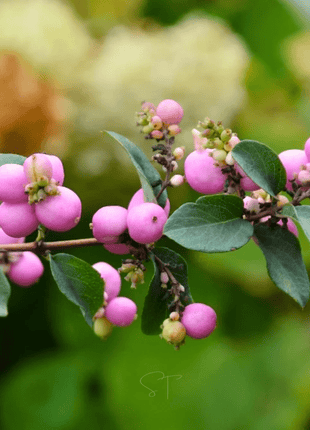 Coralberry – 30 Seeds
