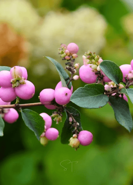 Coralberry – 30 Seeds