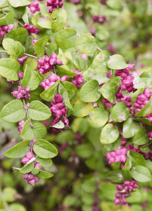 Coralberry – 30 Seeds