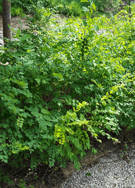 Coralberry – 30 Seeds