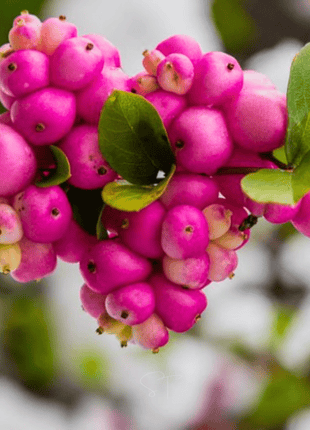 Coralberry – 30 Seeds