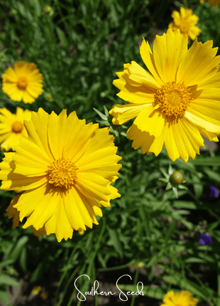 Lance Leaf Coreopsis – 100 Seeds