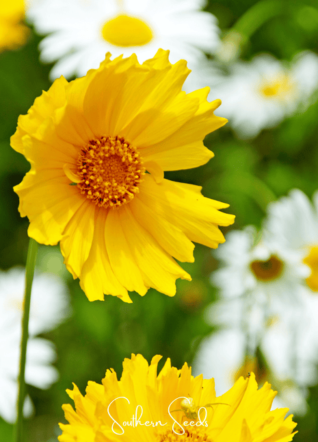 Lance Leaf Coreopsis – 100 Seeds