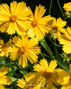 Lance Leaf Coreopsis – 100 Seeds