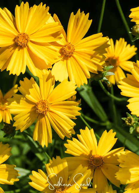 Lance Leaf Coreopsis – 100 Seeds