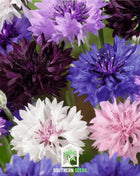 Cornflower Mix – 100 Seeds