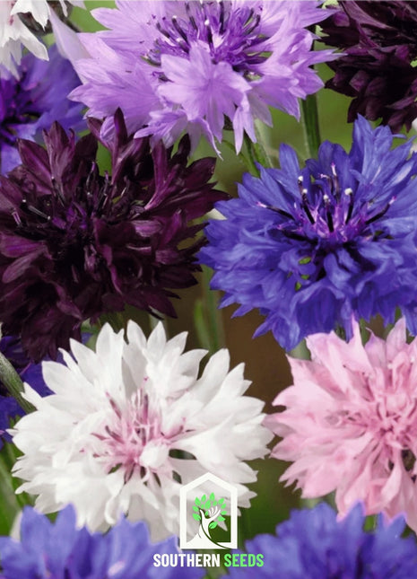 Cornflower Mix – 100 Seeds