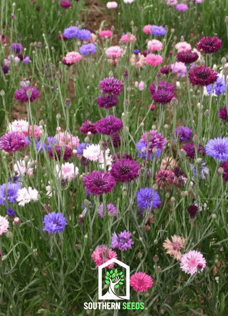 Cornflower Mix – 100 Seeds