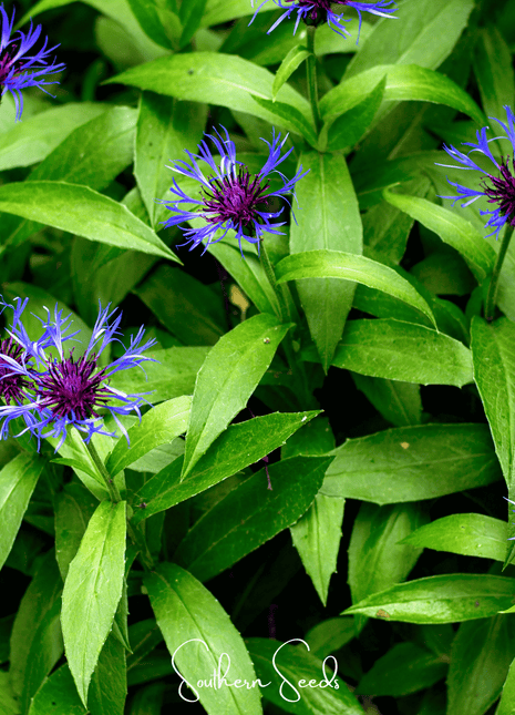Montana Cornflower – 30 Seeds