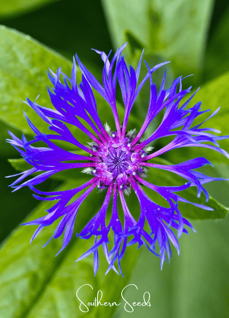 Montana Cornflower – 30 Seeds