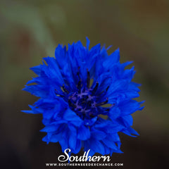 Collection image for: Cornflower
