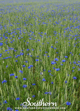 Tall Blue Cornflower – 100 Seeds