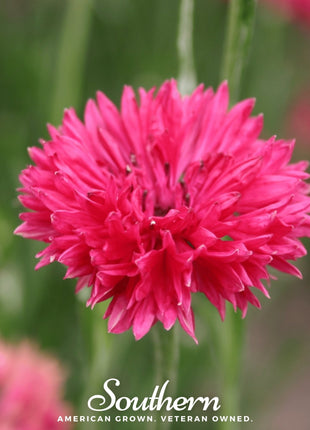 Tall Red Cornflower – 50 Seeds